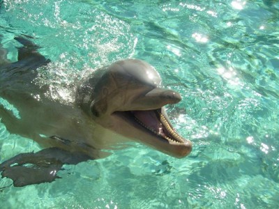 dolphin1