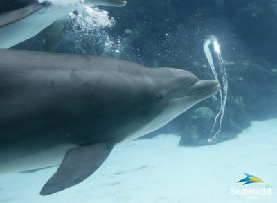 dolphin_bubbles_04-520x3821