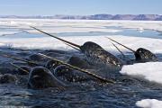 Anticipating Natty Narwhal